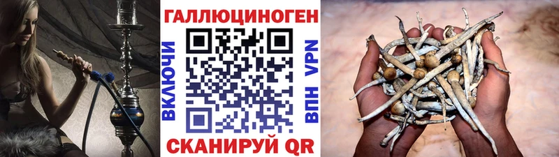 Псилоцибиновые грибы прущие грибы Новая Ладога